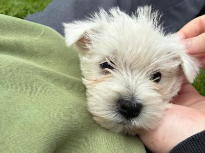 West Highland puppies for sale in Monaghan