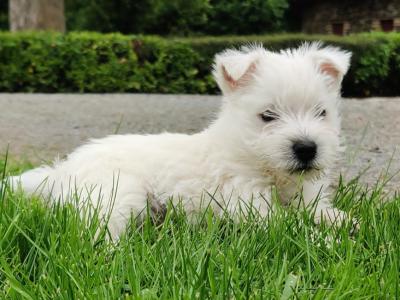 West Highland puppies for sale in Monaghan
