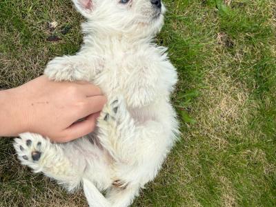 West Highland puppies for sale in Monaghan