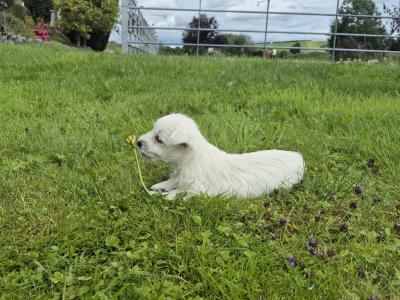 West Highland puppies for sale in Monaghan