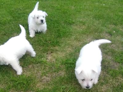 West Highland puppies for sale in Monaghan