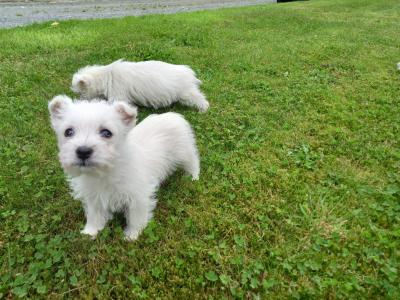 West Highland puppies for sale in Monaghan