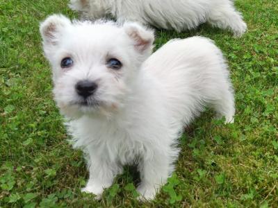 West Highland puppies for sale in Monaghan