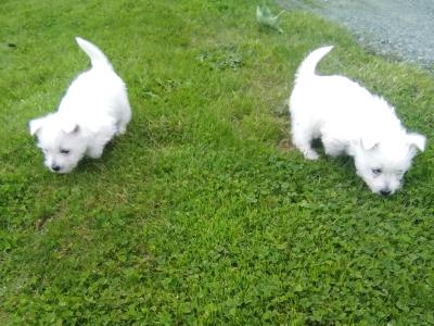 West Highland puppies for sale in Monaghan