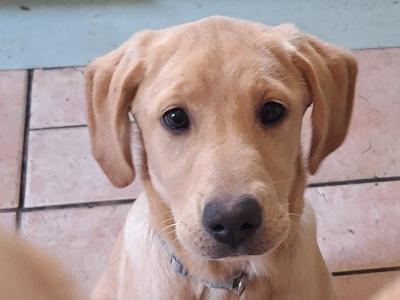 Superb IKC Registered Labrador puppies in Leitrim