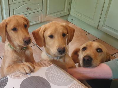 Superb IKC Registered Labrador puppies in Leitrim