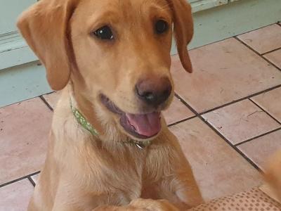 Superb IKC Registered Labrador puppies in Leitrim