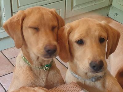 Superb IKC Registered Labrador puppies in Leitrim