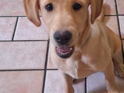 Superb IKC Registered Labrador puppies in Leitrim