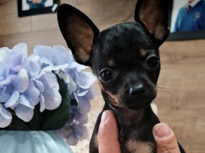 Male miniature Russian Toy Terrier puppy in Meath