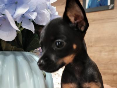 Male miniature Russian Toy Terrier puppy in Meath