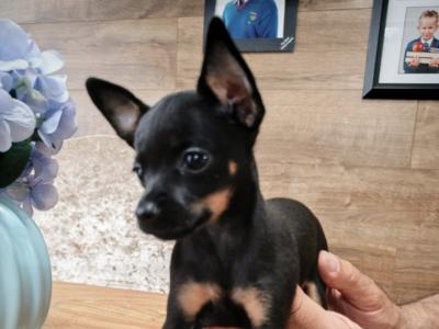 Male miniature Russian Toy Terrier puppy in Meath