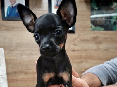 Male miniature Russian Toy Terrier puppy in Meath