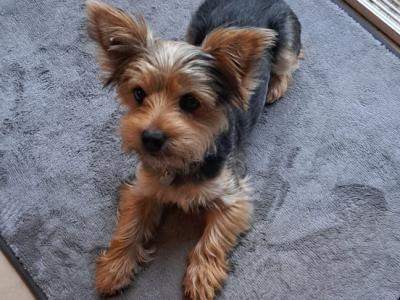 Daisy is a female Yorkshire Terrier for sale in Sligo