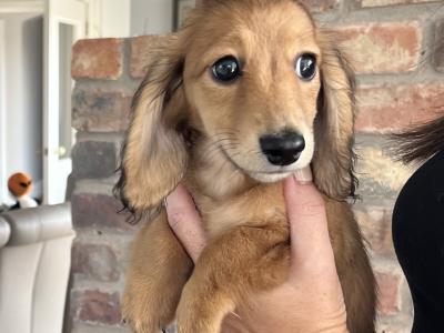 **Ready now** KC Registered Miniature Long-Haired Dachshund puppies in Tyrone
