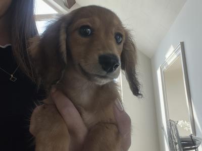 **Reduced** KC Registered Miniature Long-Haired Dachshund puppies in Tyrone