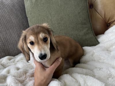 **Reduced** KC Registered Miniature Long-Haired Dachshund puppies in Tyrone