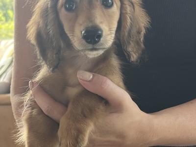 **Reduced** KC Registered Miniature Long-Haired Dachshund puppies in Tyrone