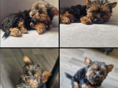 Fullbreed Miniature Yorkshire Terrier female puppies in Kildare