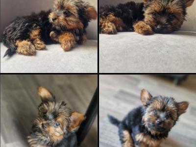 Fullbreed Miniature Yorkshire Terrier female pups