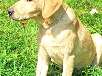 Superb IKC Registered Labrador puppies in Leitrim