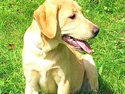 Superb IKC Registered Labrador puppies in Leitrim