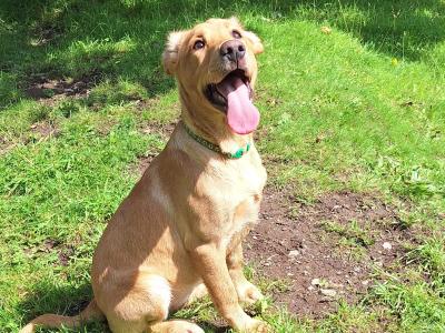 Superb IKC Registered Labrador puppies in Leitrim