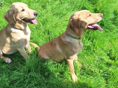 Superb IKC Registered Labrador puppies in Leitrim