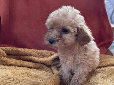 Toy Poodle puppies in Cavan