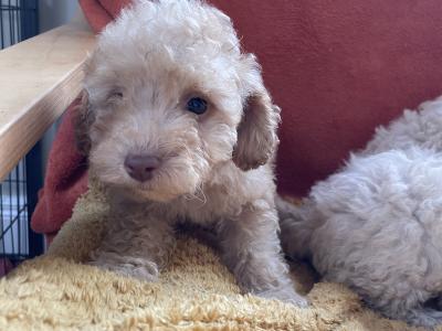 Toy Poodle puppies in Cavan