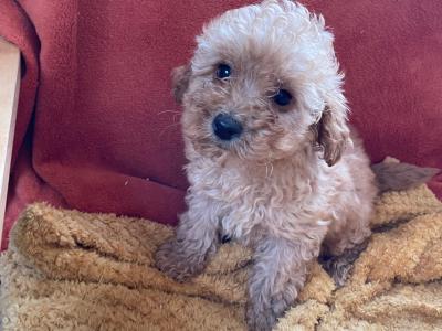 Toy Poodle puppies in Cavan