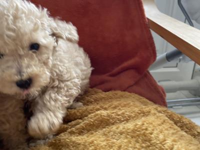 Toy Poodle puppies in Cavan