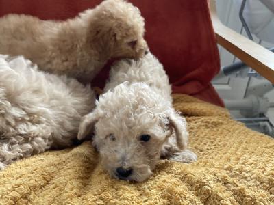 Toy Poodle puppies in Cavan