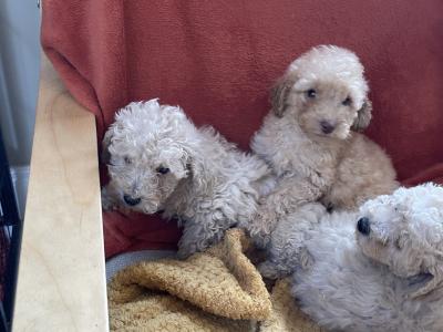 Toy Poodle puppies in Cavan