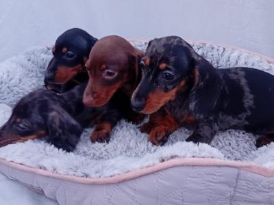 Miniature Dachshunds
