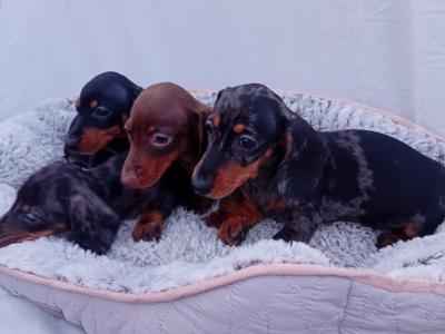 Miniature Dachshund puppies in Dublin