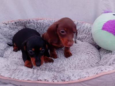 Miniature Dachshund puppies in Dublin