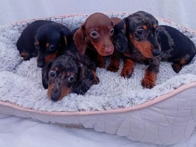 Miniature Dachshund puppies in Dublin