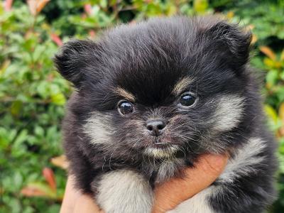 Gorgeous Fluffy Pomchi 😍 🐶