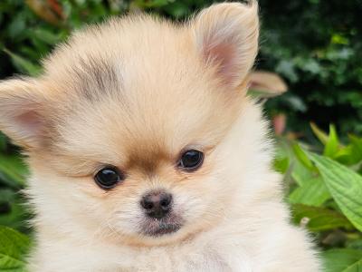 Gorgeous Fluffy Pomchi 😍 🐶 in Offaly