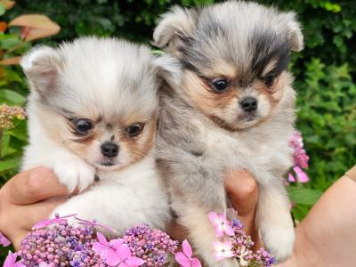 Gorgeous Fluffy Pomchi 😍 🐶 in Offaly
