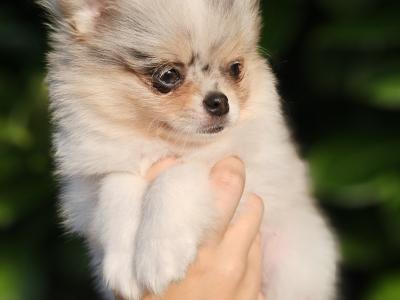 Gorgeous Fluffy Pomchi 😍 🐶 in Offaly