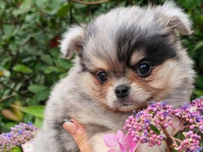 Gorgeous Fluffy Pomchi 😍 🐶 in Offaly