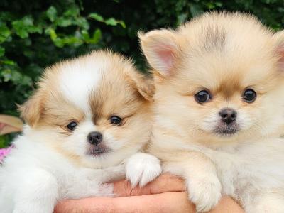 Gorgeous Fluffy Pomchi 😍 🐶 in Offaly