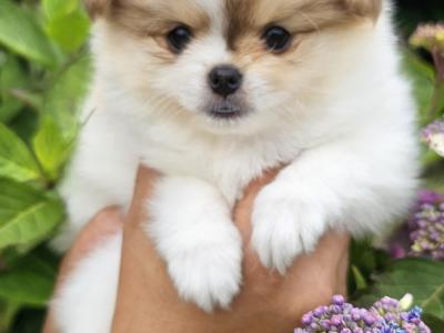 Gorgeous Fluffy Pomchi 😍 🐶 in Offaly