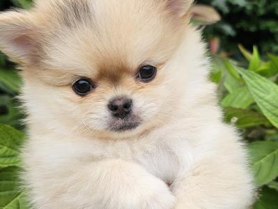 Gorgeous Fluffy Pomchi 😍 🐶 in Offaly