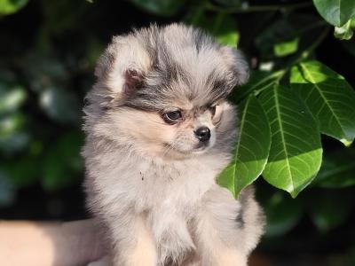 Gorgeous Fluffy Pomchi 😍 🐶 in Offaly