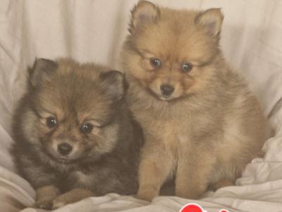 Pomeranian puppies
