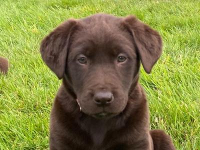 7 Chocolate Brown Labrador puppies in Cork