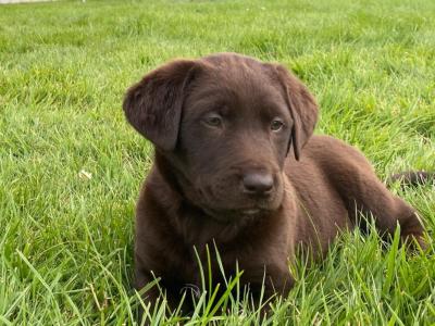 7 Chocolate Brown Labrador puppies in Cork